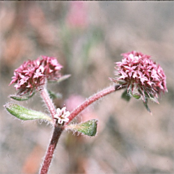 Photo taken on Cupcake Hill on the Glenwood property in Scotts Valley by Dean W. Taylor. 